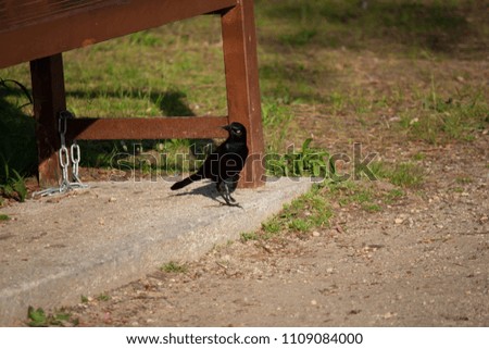 Grackle looking about
