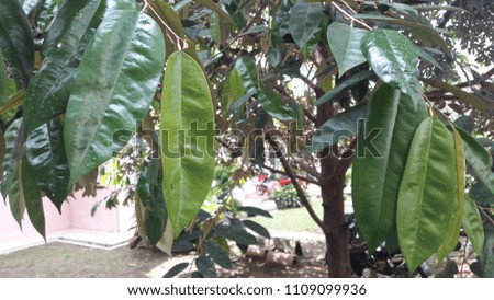 Durian leaves with nature background