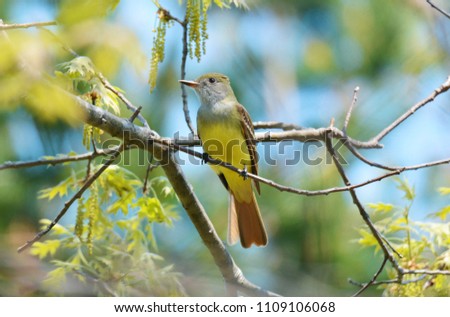 A close-up picture of a great crested flycatcher perched on a tree at Tawas Point State Park, Tawas, Michigan.