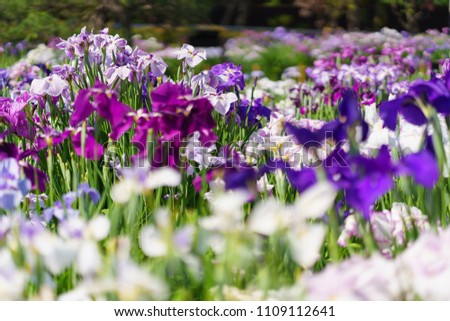 Iris flower, Japan

