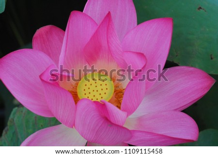 Lotus and leaves