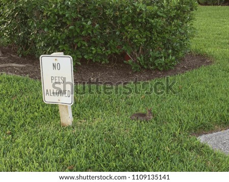 No pets allowed sign next to bunny