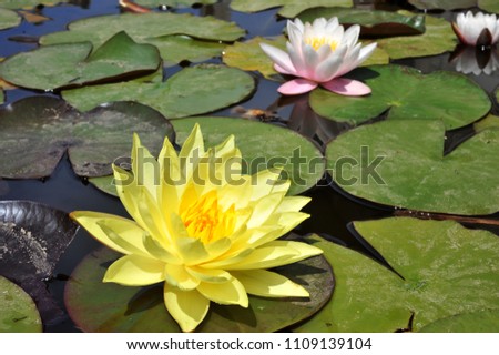  Yellow water lilly in pond. Nature of Thailand.