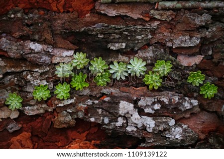 Mix tree bark and wood texture, free space for text, Natural background idea concept. Selective focus and toned image. Small plant on tree bark background.