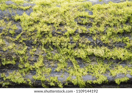 Closeup of bright green moss growing on tree trunk at Bob's Bay beach in Picton, New Zealand