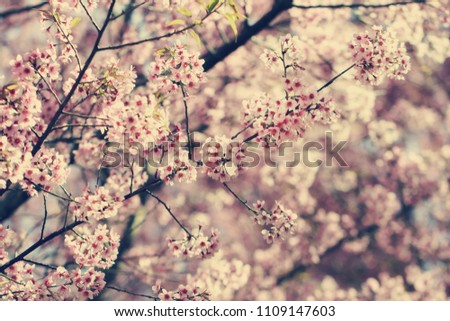 Wild Himalayan Cherry (Prunus cerasoides), Sakura in Thailand. Vintage tone