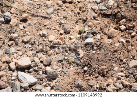 Desert Lizard Outdoors