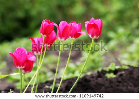 Beautiful Red Tulips, flower in the garden, nature