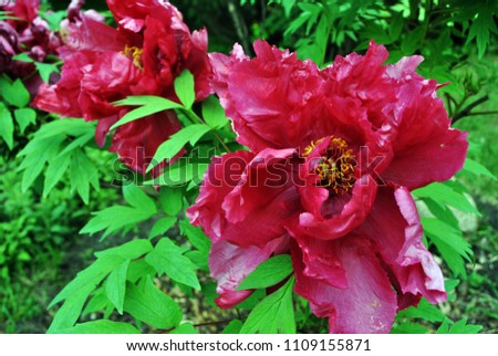 Red-scarlet peony flowers on the bush, soft green blurry leaves background
