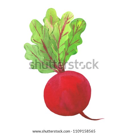 red radish, watercolor illustration on a white background