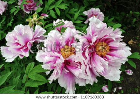 White-magenta peony flowers group on the bush, soft green blurry leaves background