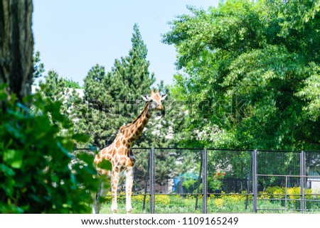 Funny beautiful giraffe