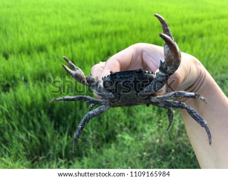 field crab in Thailand.