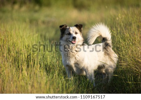 cute dog walks in nature