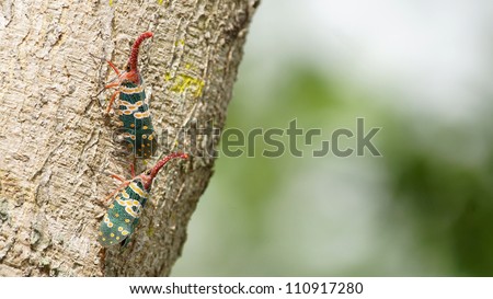 colorful insects on the tree bark couple in color of yellow green and red