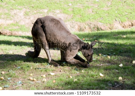 the western grey kangaroo is eating vegetables. He picks them up with his paws
