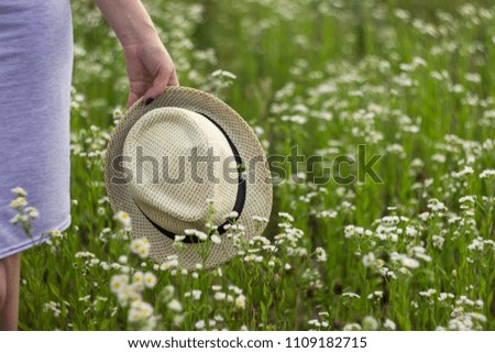 A young woman is holding a bouquet of chamomile in her hands. Many small white medical flowers in summer in sunny weather