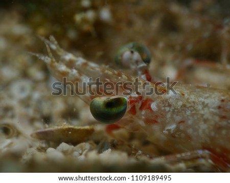shrimp eye close up underwater