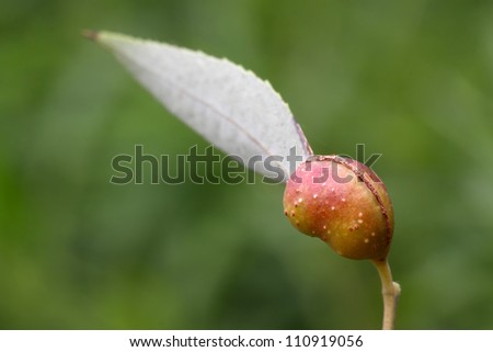 gall insects on a green leaf