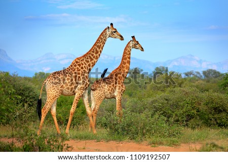 Two giraffes near the forest, Drakensberg Mountains in the background . Green vegetation with big animals. Wildlife scene from nature. Evening light Tshukudu, South Africa.
