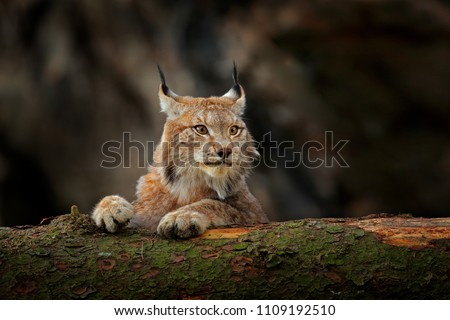 Lynx in green forest with tree trunk. Wildlife scene from nature. Playing Eurasian lynx, animal behaviour in habitat. Wild cat from Germany. Wild Bobcat between the trees.  Royalty-Free Stock Photo #1109192510
