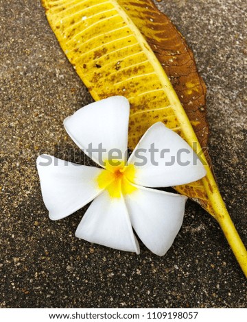 A beautiful Plumeria flower of white shade and a yellow leaf fall on the street.