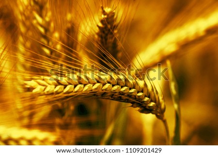 grain field close up