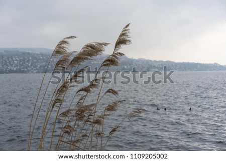 wild wheat plant on river with blue water and fog sky, melancholic mood concept