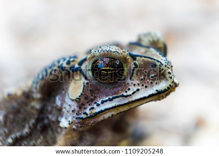 toad Close Up
