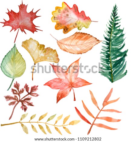 autumn leaves watercolor illustrations of autumn leaves, clipart for patterns, cards, party decorations. maple leaf, oak leaf, fern, birch leaf clipart