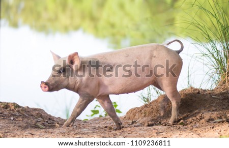 Fat pig is strolling Riverside, animals Relax on a natural background.