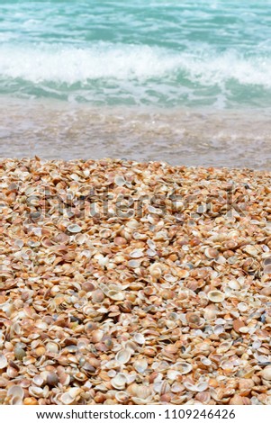 Seashells on a sandy beach near the sea, summer sunny day. 