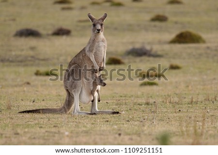 Forester (Eastern grey) Kangaroo, Macropus giganteus, Familly, Tasmania, Australia, baby, small, little