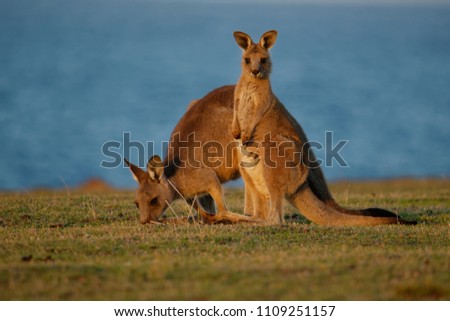 Forester (Eastern grey) Kangaroo, Macropus giganteus, Familly, Tasmania, Australia, baby, small, little