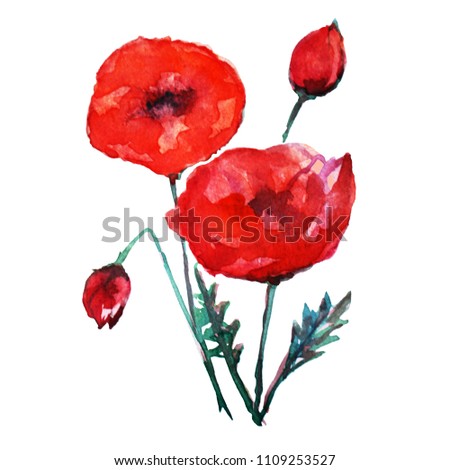 Decorative watercolor red poppy  flowers clipart, design elements. Can be used for cards, invitations, banners, posters, print design. Watercolor floral background