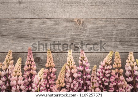 Lupine flowers on wooden background