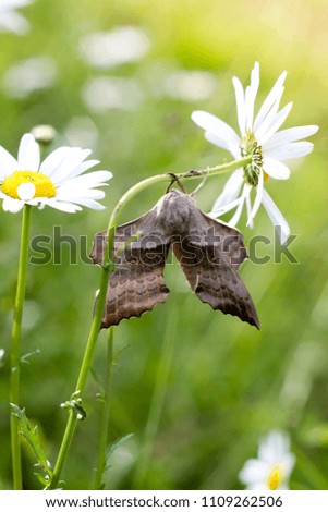 Butterfly and daisy field