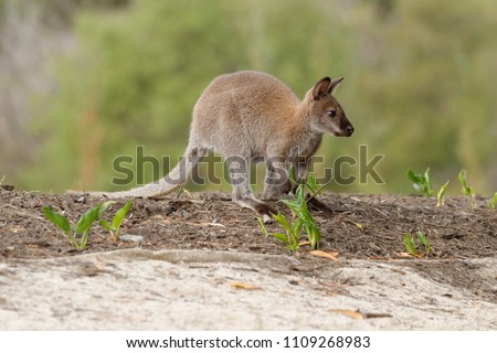 The red-necked wallaby or Bennett's wallaby (Macropus rufogriseus) is a medium-sized macropod marsupial (wallaby), common in the more temperate 