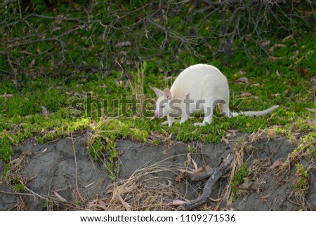 The White Wallaby. Bennett's wallabies (Macropus rufogriseus) with a rare genetic mutation that gives them their white fur. Bruny Island has a population of white wallabies
