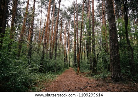 Nature trees. beautiful forest view with trees and mossy stones and plants. Mysterious green forest at sunset. A trail leading through the forest. 
