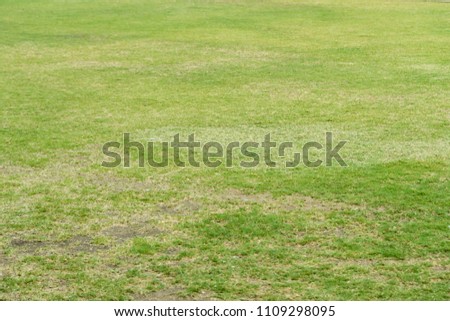 Green grasses filed, lawn ground, garden, cricket ground