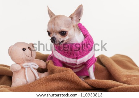 A chihuahua with her teddy and blankie.