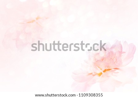 Bright colorful flowers peonies on the background of the summer landscape.