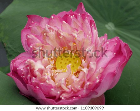 Lotus flower with young seed pod closeup