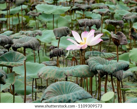Lotus flower and seed pod green leaves background