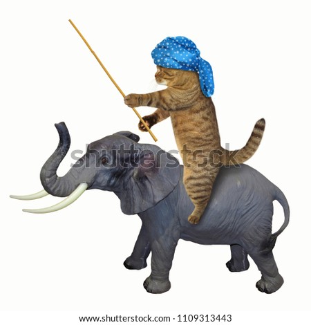 The cat in a turban rides an elephant. White background.