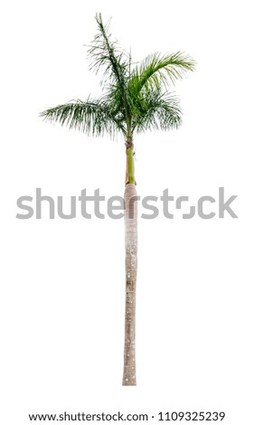 Isolated Palm Tree on White Background from Southern Thailand in summer suitable for design work, website,decorate and advertising