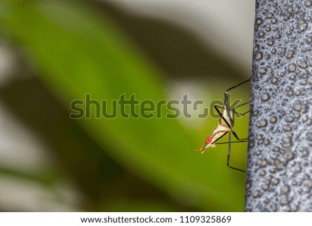 Colourful eye tiny long legs fly insect from macro photography with blurry background