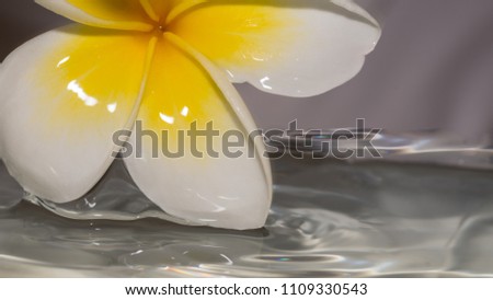 Isolated white and yellow flower