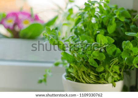 herbs in pot home, spring herbs fresh